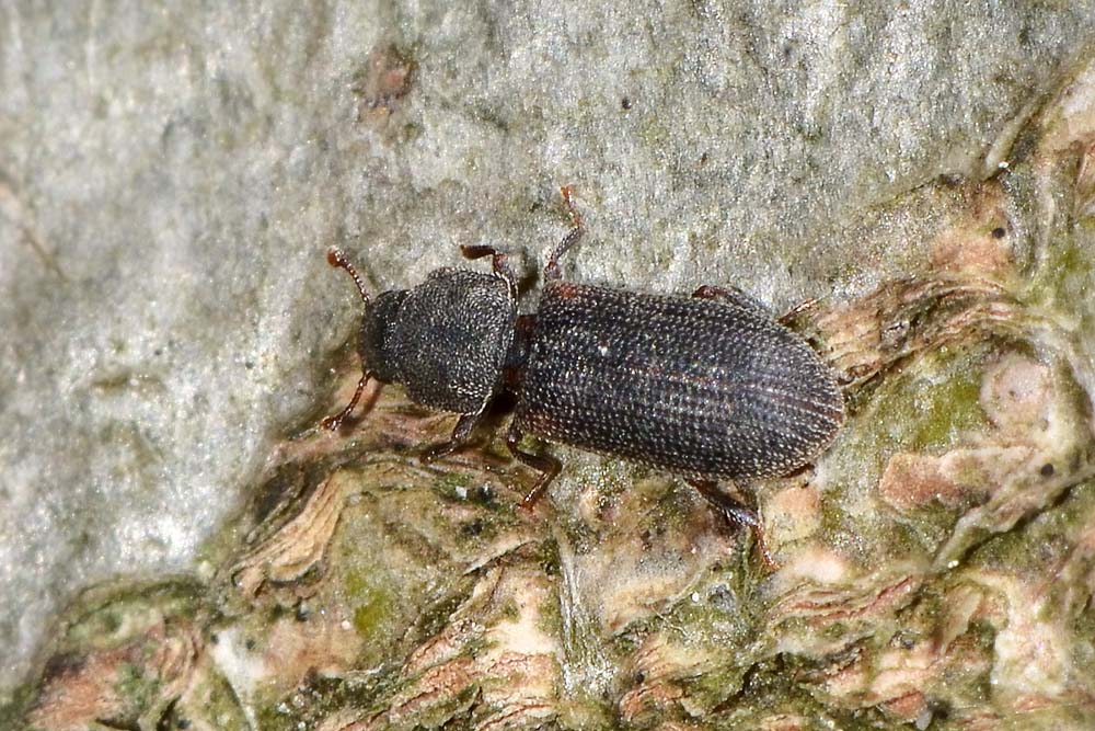 Synchita humeralis - Zopheridae, Colidiinae